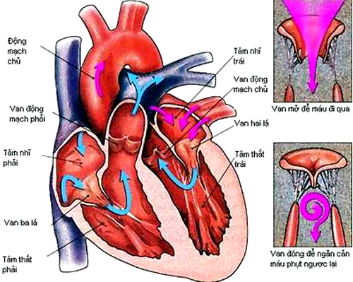 Các bệnh tim mạch thường gặp ở trẻ em