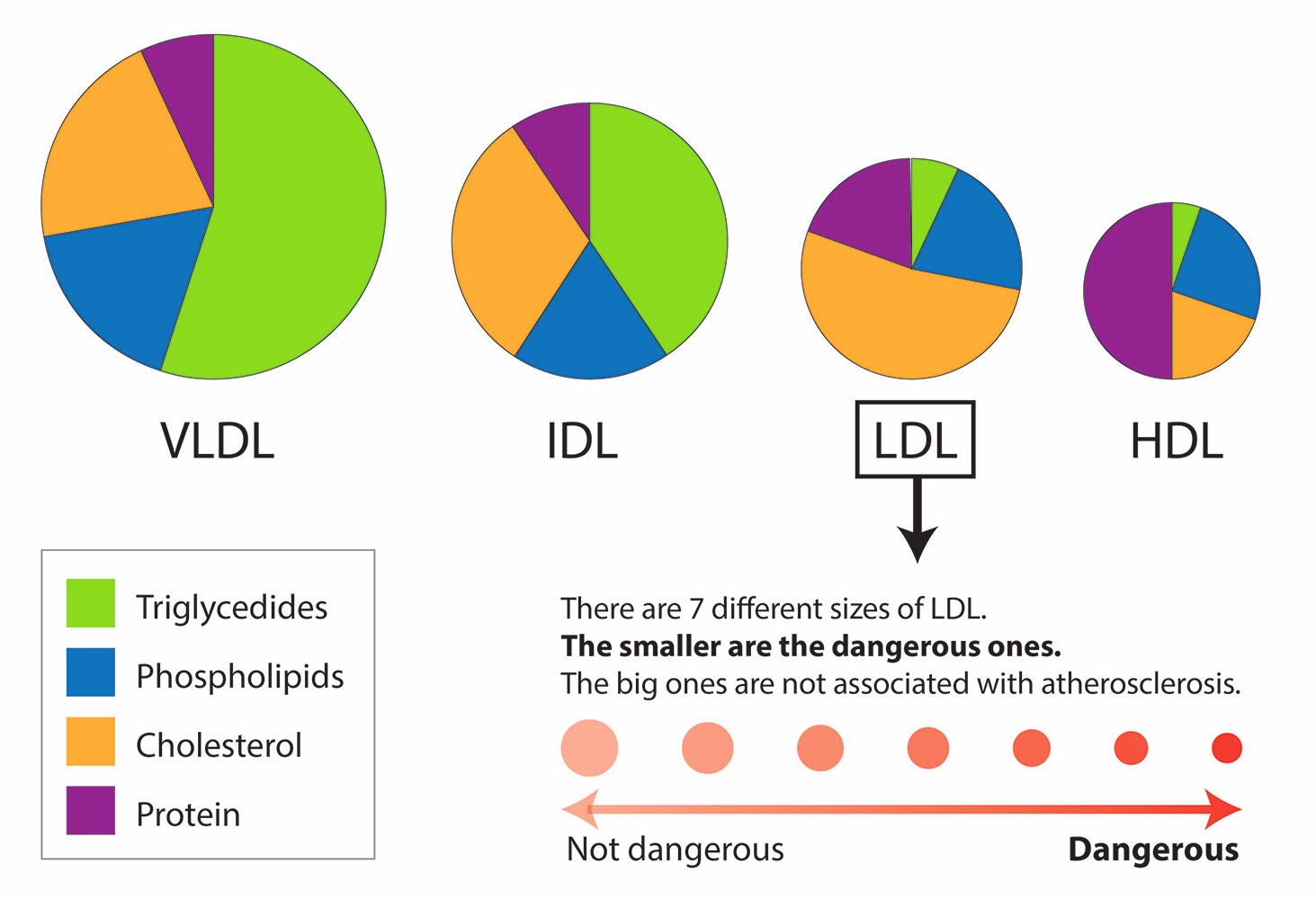 Sự Khác Nhau Giữa Vldl Và Ldl Cholesterol Viam 6691