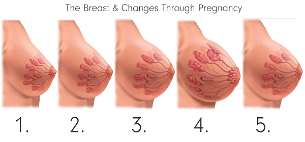 Thích ứng với những thay đổi ở ngực khi mang thai