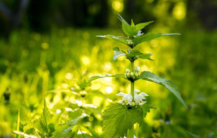 7 loài cỏ dại có thể là thảo dược hữu ích