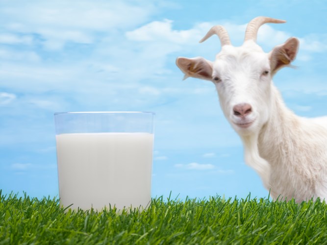 Sữa dê có tốt hơn sữa bò? | viamclinic.vn