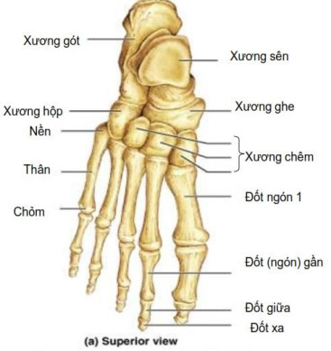 Bạn biết gì về xương của mình?