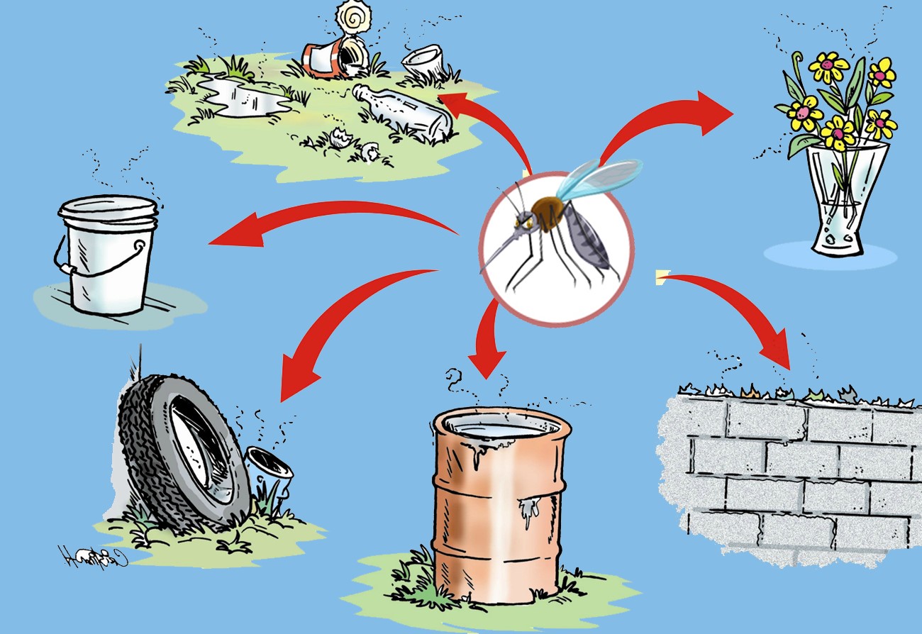 Diệt muỗi - dự phòng mắc sốt Chikungunya và sốt xuất huyết