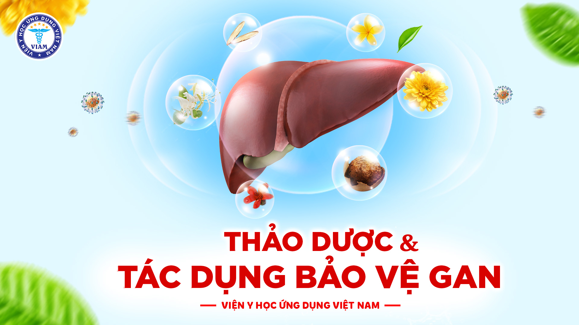 Thảo dược và tác dụng bảo vệ gan - Góc nhìn khoa học ứng dụng