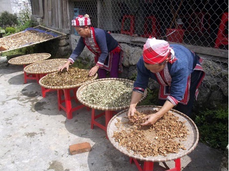 Đa dạng sinh học của cây thuốc Việt Nam