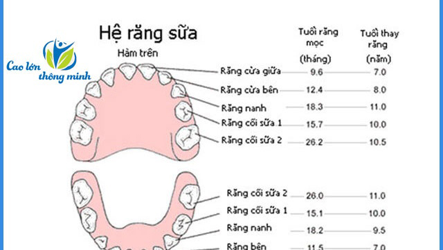 Tại sao cần bổ sung Canxi cho trẻ trong giai đoạn thay răng