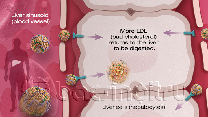 Những hiểu biết cơ bản về cholesterol và bệnh động mạch vành
