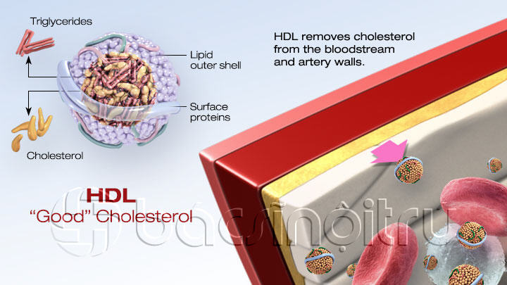 Những hiểu biết cơ bản về cholesterol và bệnh động mạch vành
