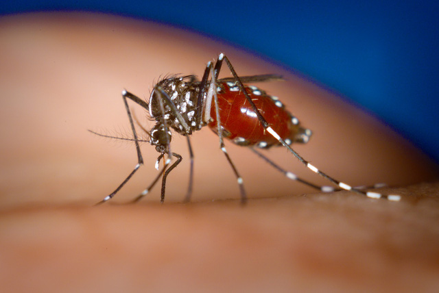 Virus Zika và tiết lộ khủng khiếp về muỗi biến đổi gen