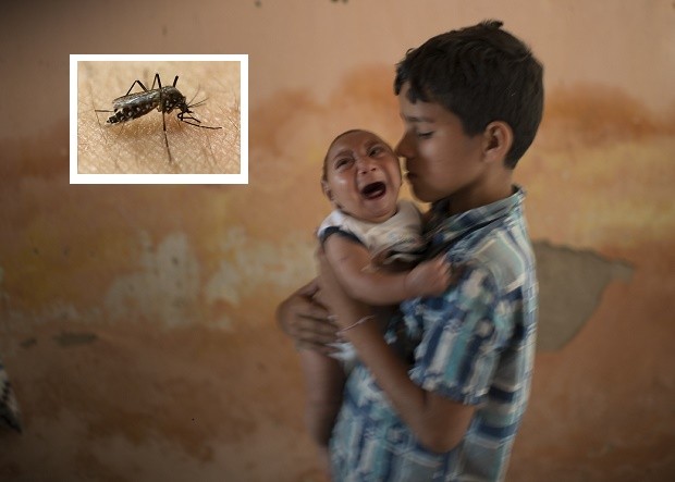 Virus Zika và tiết lộ khủng khiếp về muỗi biến đổi gen