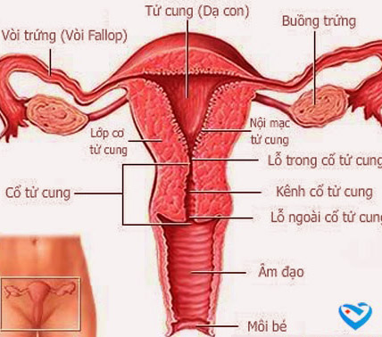 Chẩn đoán và điều trị u thần kinh nội tiết ở đường sinh dục nữ