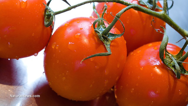 Cà chua có khả năng chống ung thư