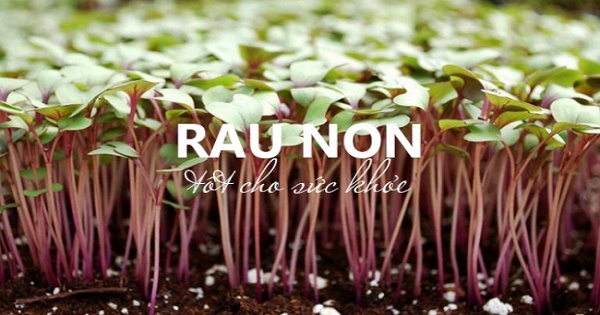 Infographic: Top 10 loại rau non được đánh giá cao nhất về lợi ích sức ...