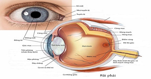 Mô hình giải phẫu mắt người chi tiết