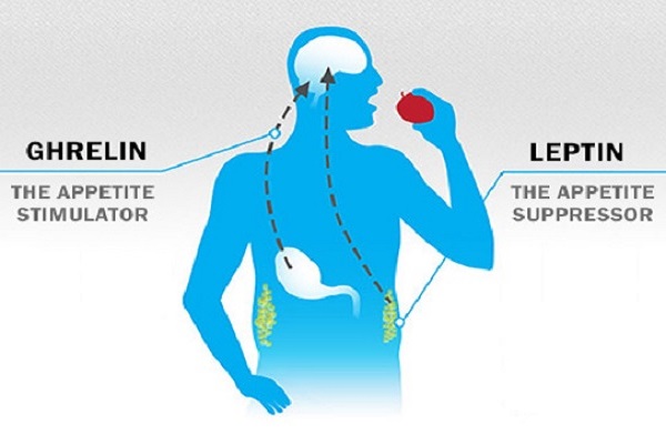 Ghrelin hormone có chức năng gì trong cơ thể?